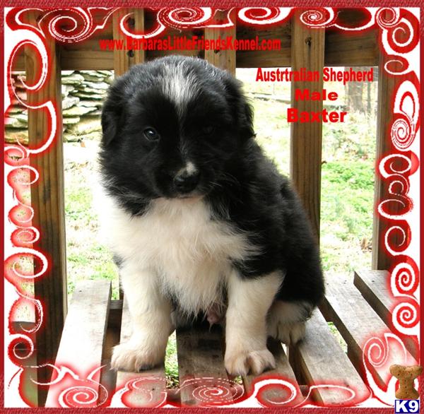 Puppies in KY